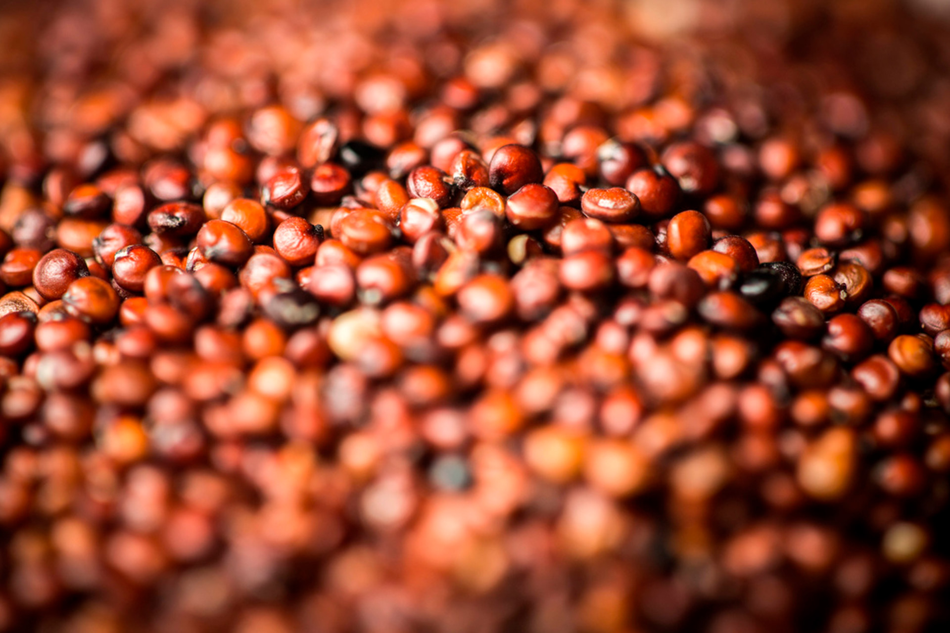 Gold Land Quinoa Red Quinoa