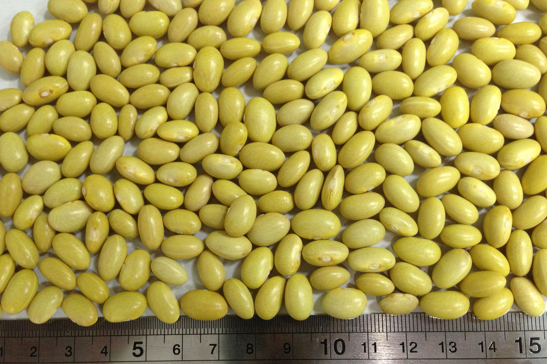 Gold Land Pulses Canary beans