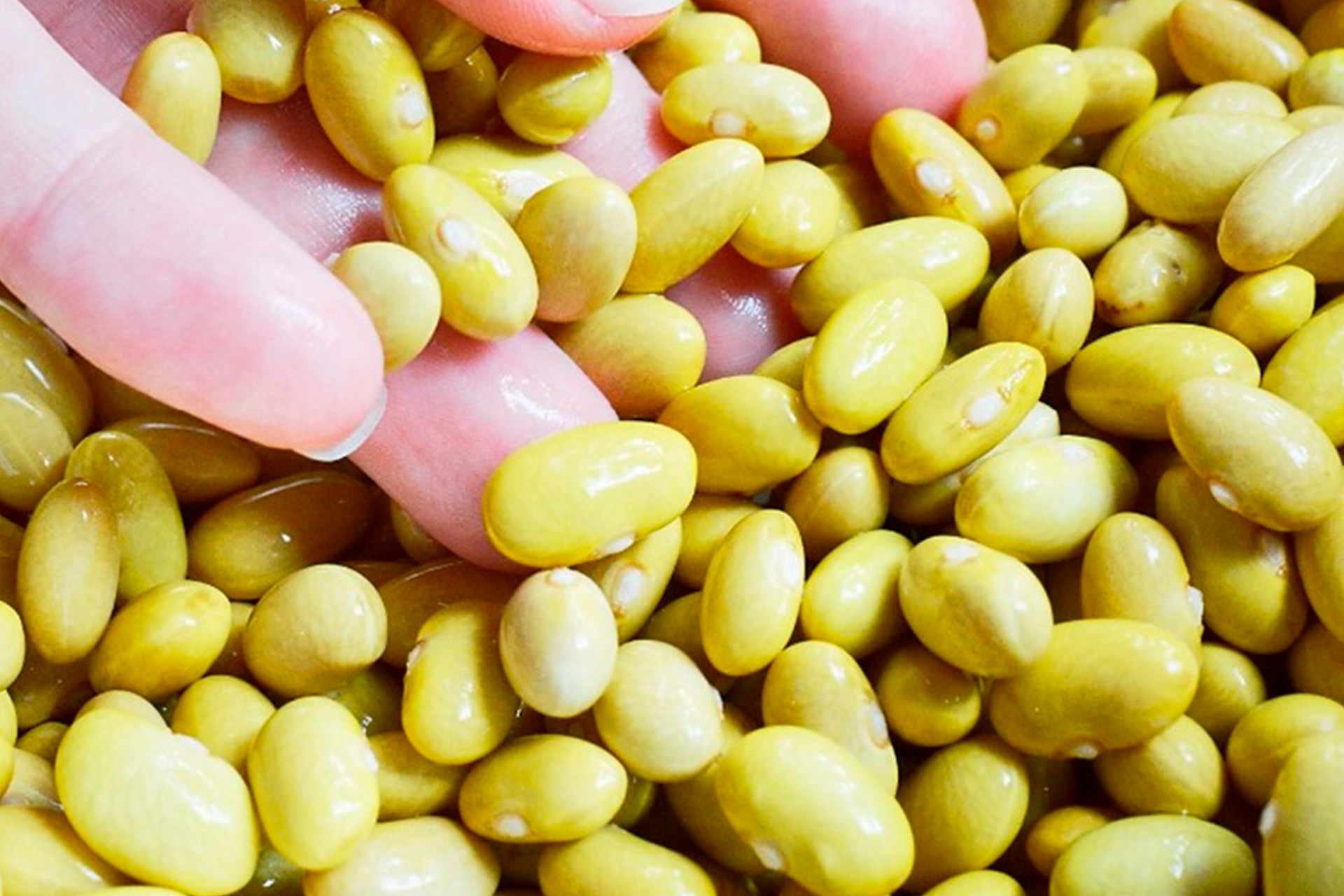 Gold Land Pulses Canary beans